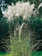 Miscanthus sinensis MEMORY Miscanthus sinensis MEMORY