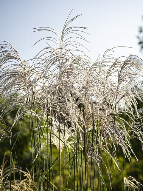 Miscanthus sinensis MEMORY Miscanthus sinensis MEMORY