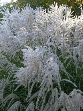 Miscanthus sinensis MEMORY Miscanthus sinensis MEMORY
