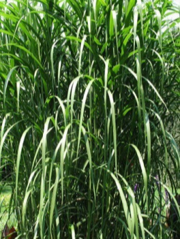 Miscanthus Giganteus – miskant olbrzymi w pełnej okazałości