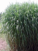 Miscanthus giganteus – miskant olbrzymi w doniczce, trawa ozdobna do ogrodu