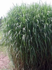 Miscanthus giganteus – miskant olbrzymi w doniczce, trawa ozdobna do ogrodu Miscanthus giganteus – miskant olbrzymi w doniczce, trawa ozdobna do ogrodu