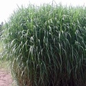 Miskant Olbrzymi Miscanthus Giganteus