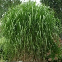 Miskant Olbrzymi Miscanthus Giganteus