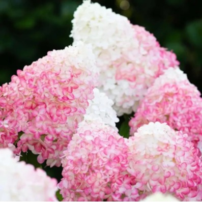'Pink & Rose' PBR 'Pink & Rose' PBR