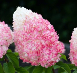 'Pink & Rose' PBR