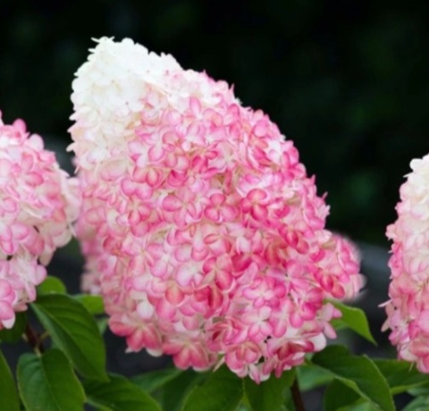'Pink & Rose' PBR 'Pink & Rose' PBR