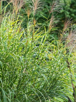 Liście Miscanthus sinensis 'Giraffe' w ogrodzie przydomowym