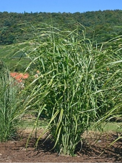 Naturalistyczna rabata z trawą ozdobną Giraffe Naturalistyczna rabata z trawą ozdobną Giraffe