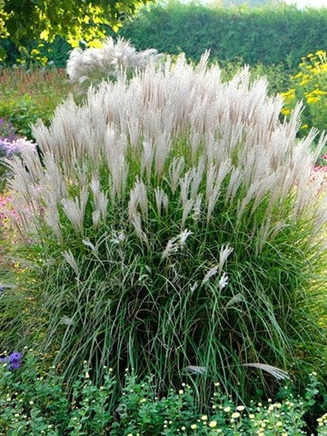 Miscanthus sinensis Silberspinne w ogrodzie latem Miscanthus sinensis Silberspinne w ogrodzie latem