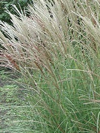 Miscanthus sinensis SILBERSPINNE Miscanthus sinensis SILBERSPINNE
