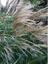 Miscanthus sinensis Silberspinne w ogrodzie latem Miscanthus sinensis Silberspinne w ogrodzie latem