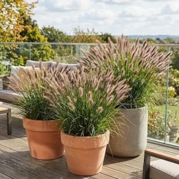 Rozplenica japońska Magic w donicy sadzonka z paszportem PIORIN