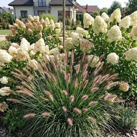 Kompozycja rozplenicy Magic z hortensją bukietową Limelight