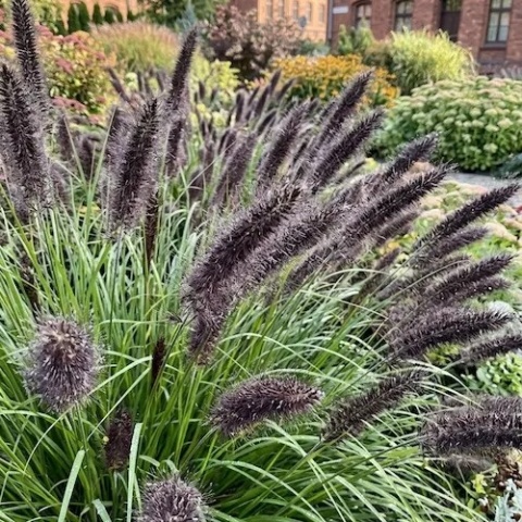 Rozplenica-japonska-Moudry-czarne-kwiatostany-sadzonka-1.5L