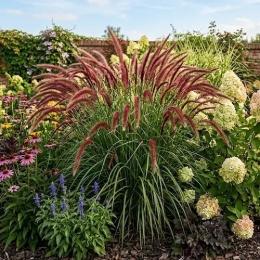 Rozplenica japońska Red Head w kompozycji z hortensją bukietową