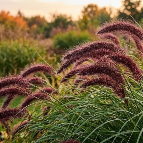 Rozplenica japońska Red Head kwiatostany