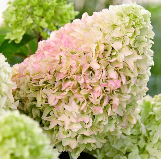 Hortensje bukietowe – jakie odmiany wybrać do ogrodu?